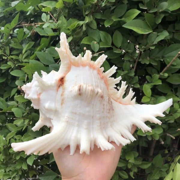Natural Conch Shell Aquarium Decor Large Fish Tank Hideout