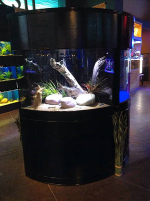 AQUA VIM Reef-Ready Corner Aquarium with Hand-Crafted Cabinet